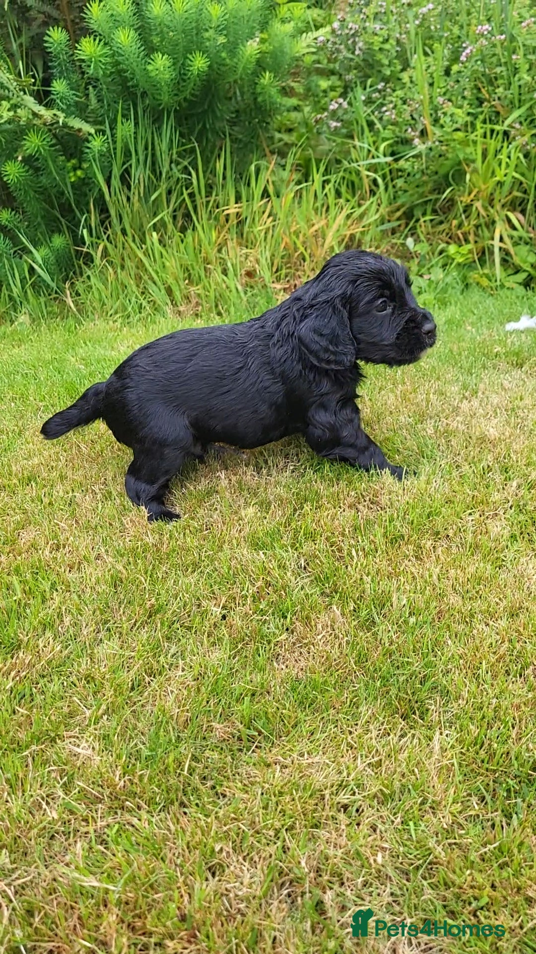 Cocker Spaniel dogs for sale: FTCH, KC REG working cocker pups - Image 4