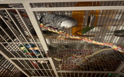 Parrots birds for sale: Semi Tame African Grey - Image 10