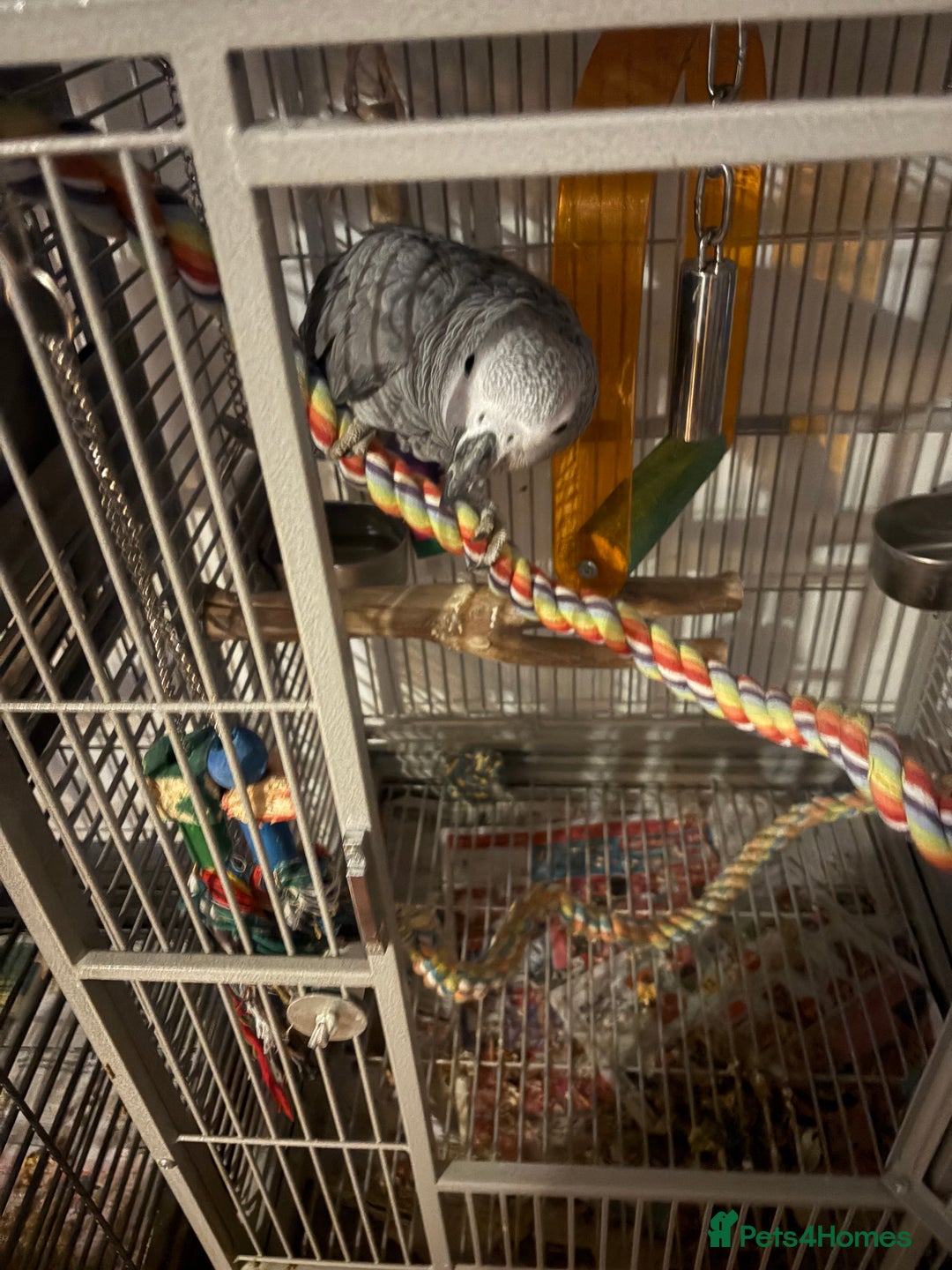 Parrots birds for sale: Semi Tame African Grey - Image 10