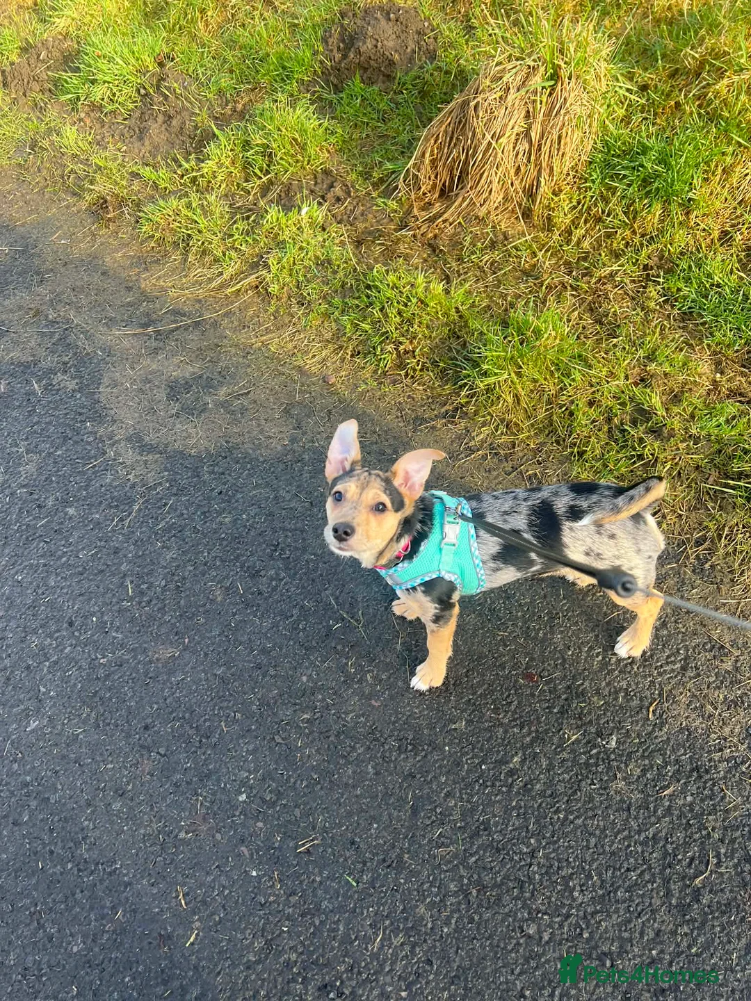 Mixed Breed dogs for sale: 6 month old Chihuahua cross looking for new hone in Glasgow - Advert 2