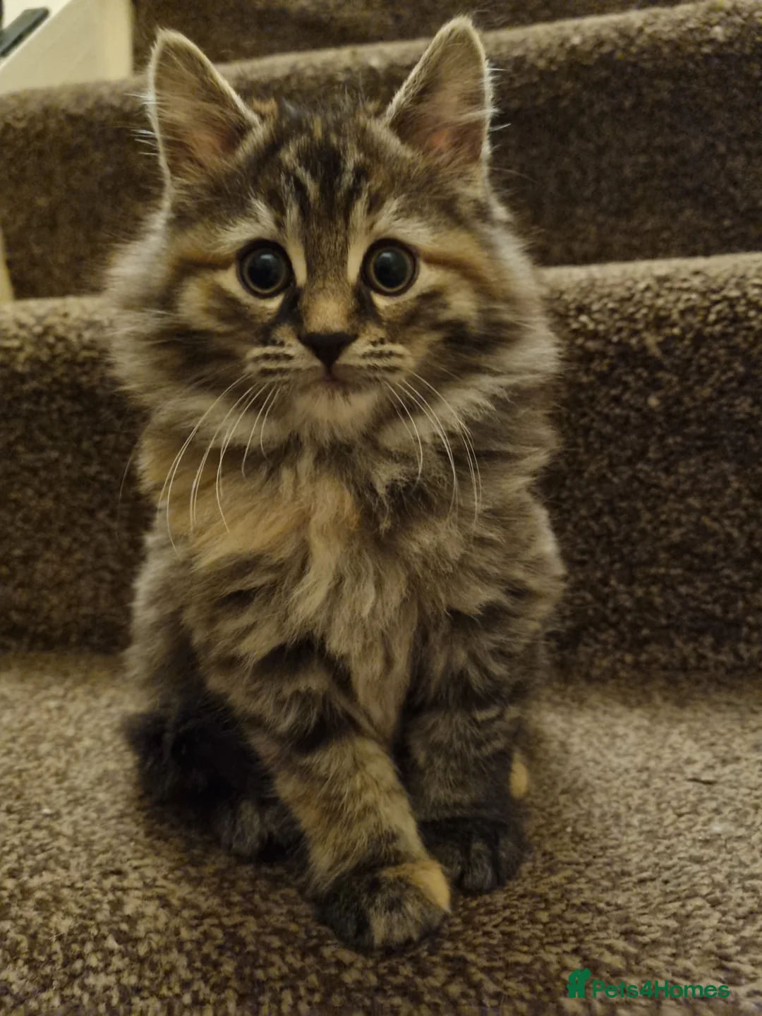 Maine Coon cats for sale: Gorgeous Maine Coon Cross BSH Kittens for Sale - Advert 8