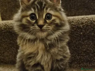 Maine Coon cats Gorgeous Maine Coon Cross BSH Kittens for Sale - Advert 15