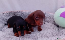 Miniature Dachshund dogs for sale: Affordable mini doxies for loving homes - Image 6