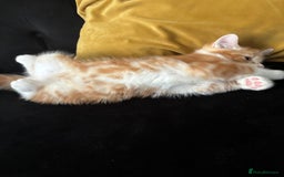 Mixed Breed cats for sale: Ginger Male Kitten -£220 - Image 3