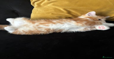 Mixed Breed cats - Advert 5