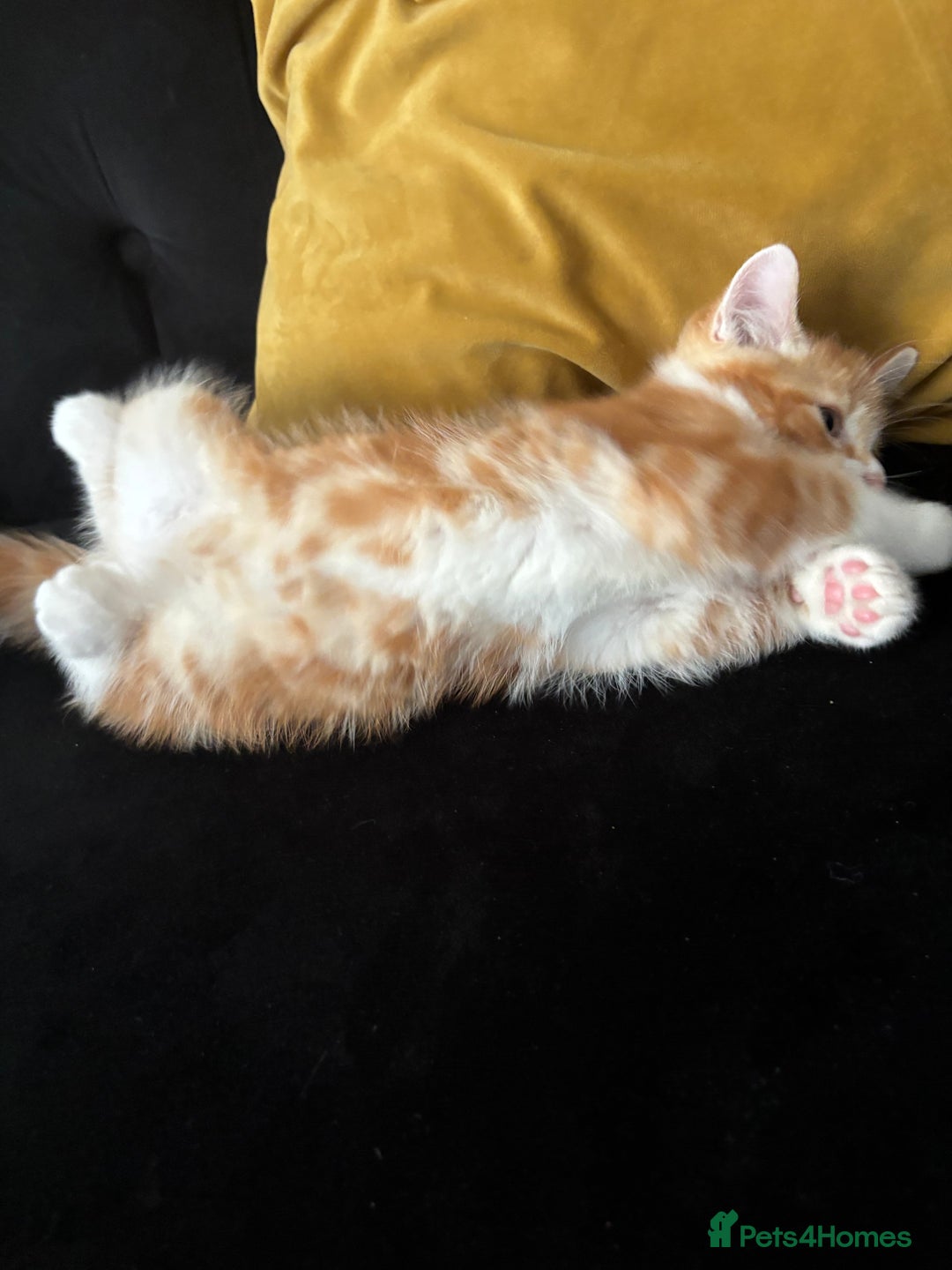 Mixed Breed cats for sale: Ginger Male Kitten -£220 - Image 3