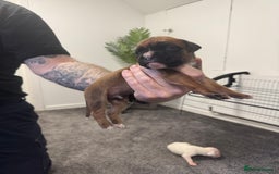 Boxer dogs for sale: KC Registered Boxer Puppies - Image 14