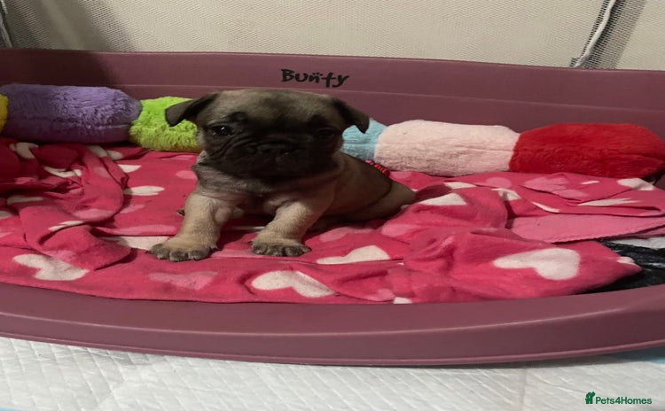 French Bulldog dogs - Advert 1