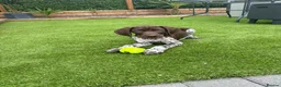 German Shorthaired Pointer dogs for sale: KC Registered German Shorthaired Pointer Puppies - Advert 21