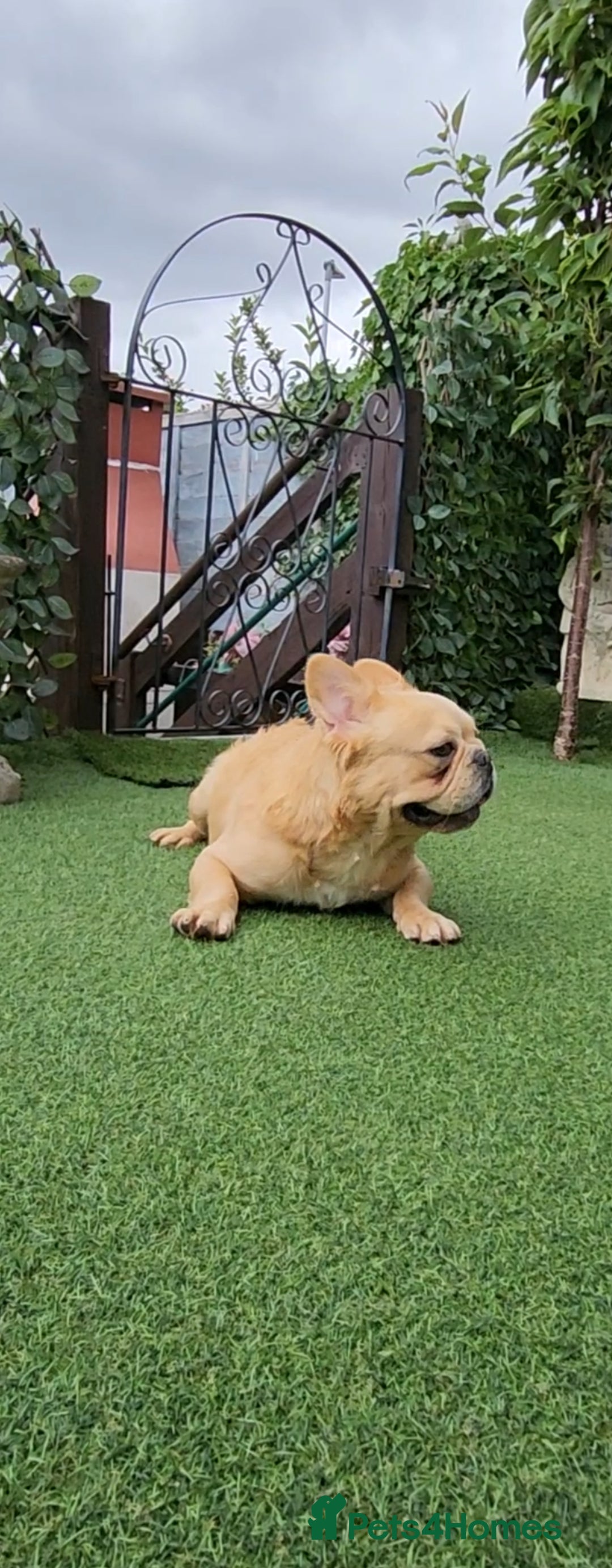 French Bulldog dogs for sale: French buldog visual fluffy male  - Image 5