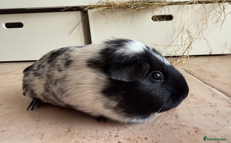 Guinea Pig rodents - Advert 3