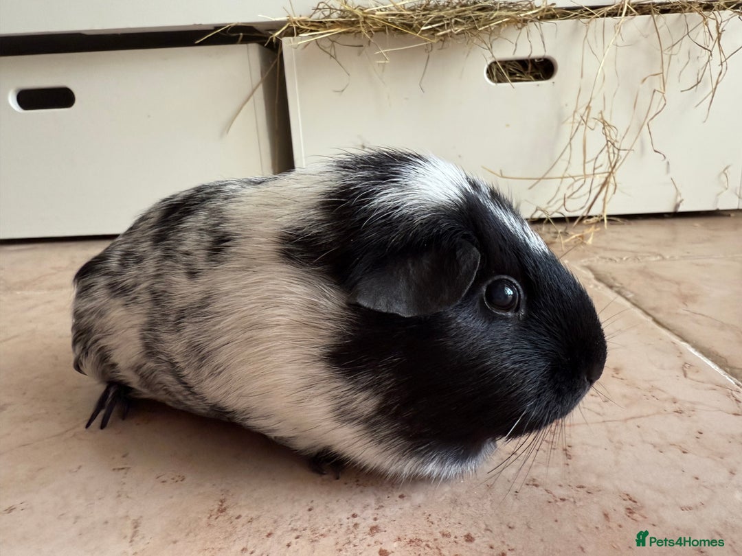 Guinea Pig rodents for sale: Two gorgeous friendly adult female guinea pigs - Image 1