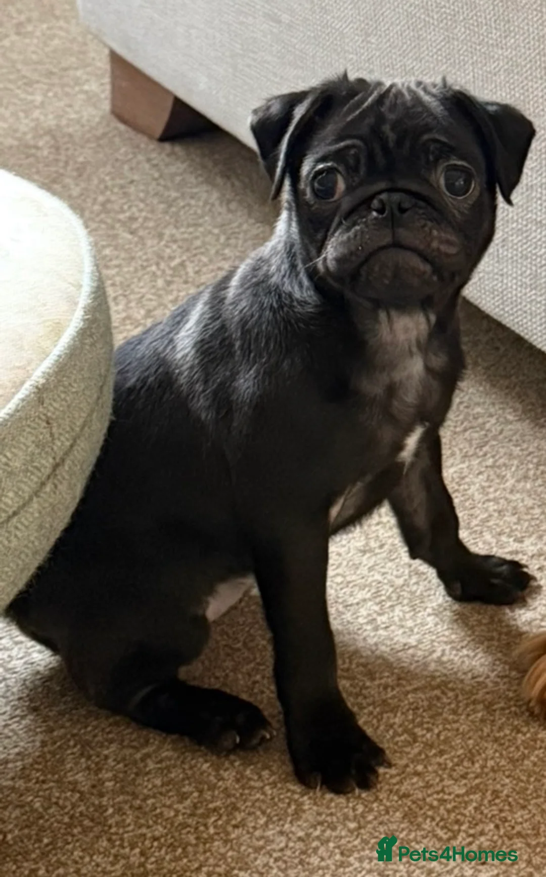 Pug dogs for sale: Black Pug Puppy for Sale (4 months old) - Advert 2