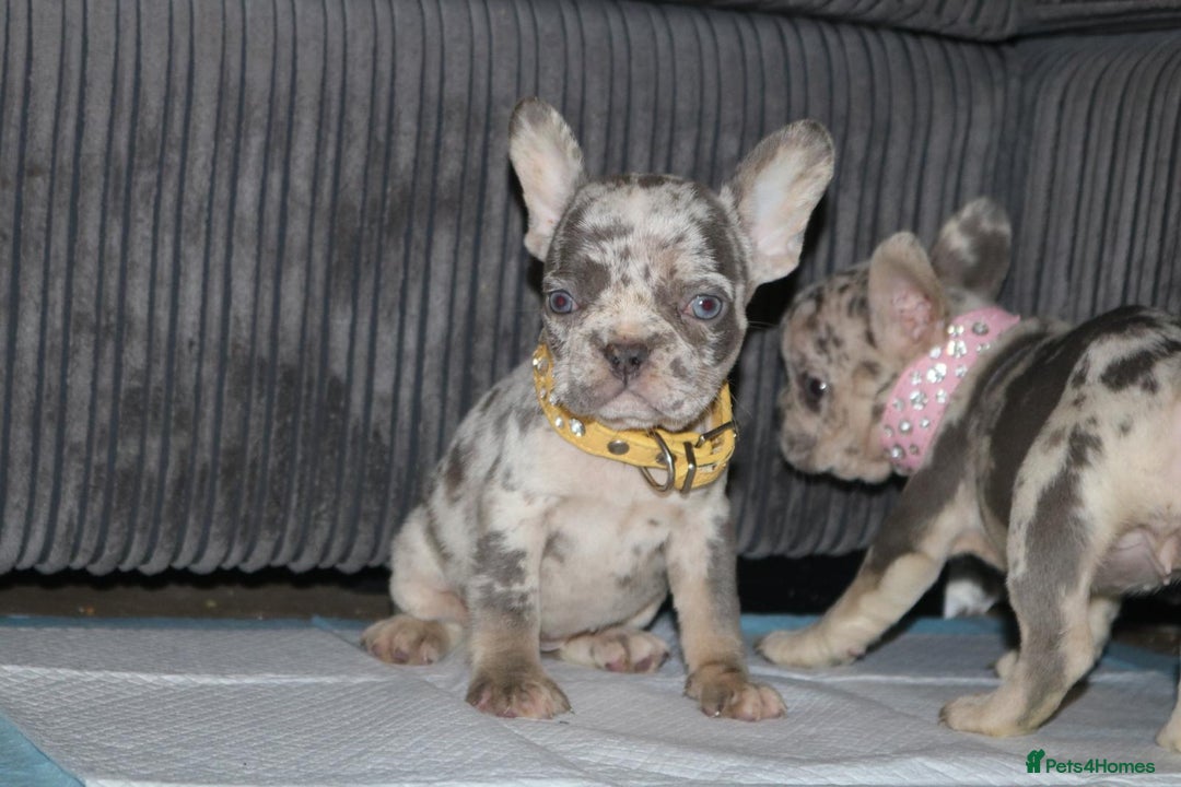 French Bulldog dogs for sale: Stunning blue & lilac merle READY for new homes 🏡 - Image 13