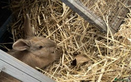 Continental Giant rabbits for sale: Big boy - Image 7