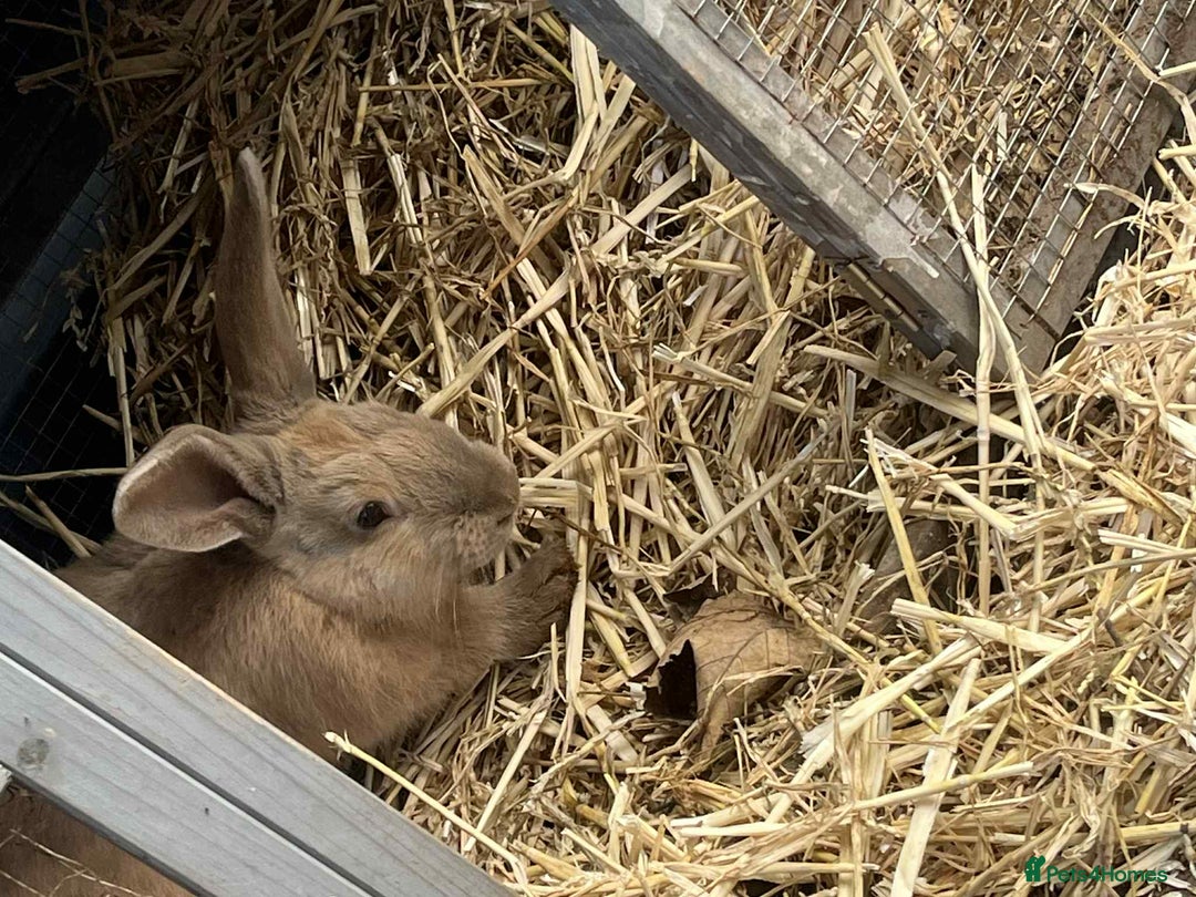 Continental Giant rabbits for sale: Big boy - Image 7