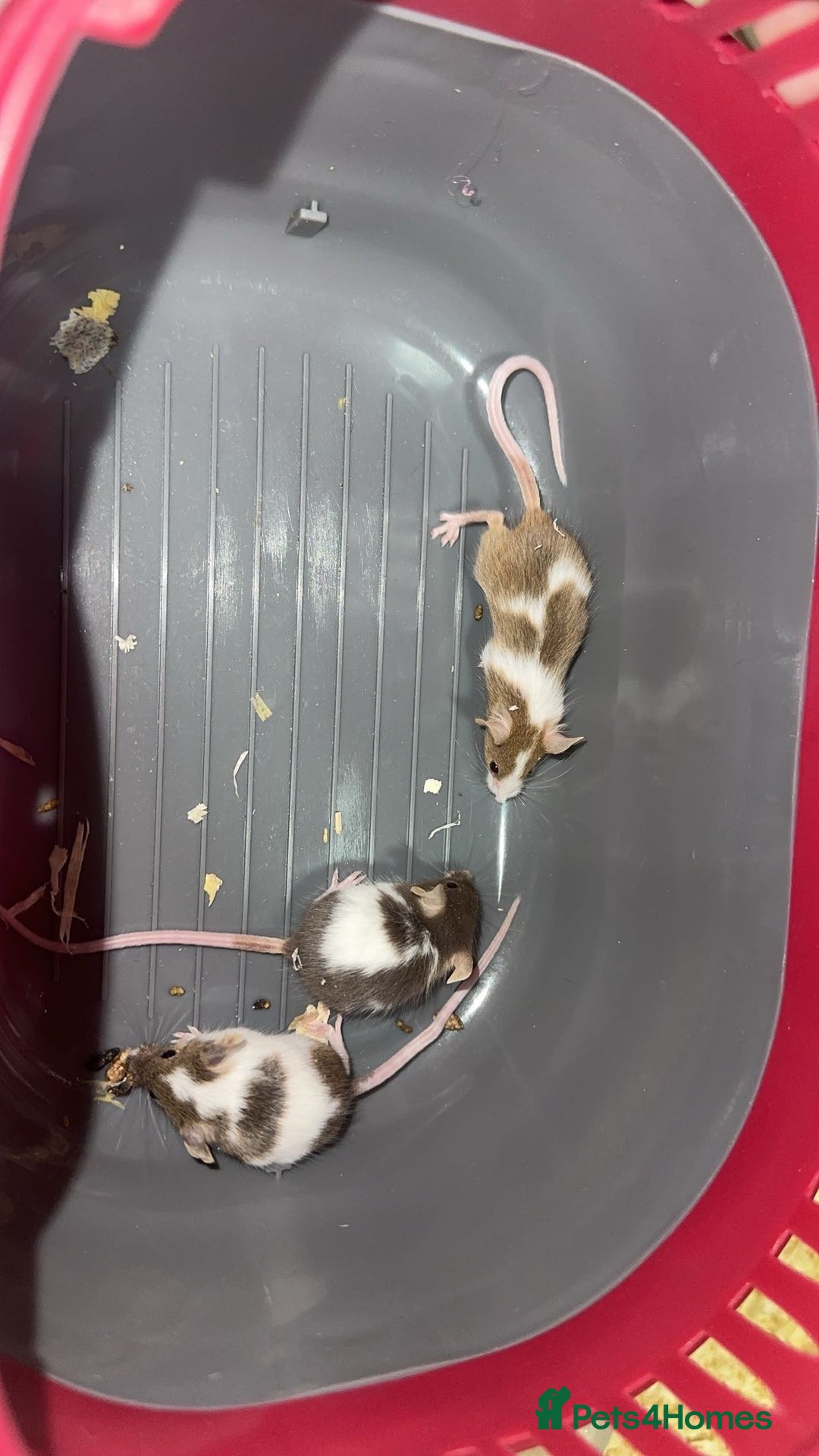 Mouse rodents for sale: Fancy mice  - Advert 6