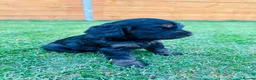 Cockapoo dogs for sale: Cockapoo Babies 🐾🐾🐾 - Advert 3