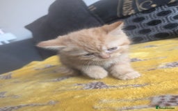 Mixed Breed cats for sale: Kitten ready to leave - Image 3