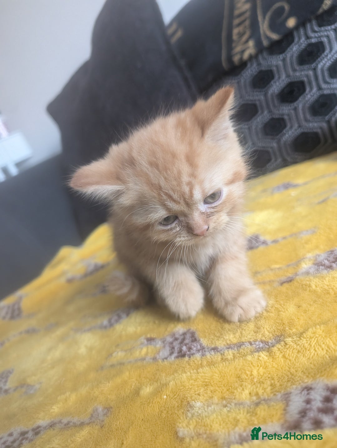 Mixed Breed cats for sale: Kitten ready to leave - Image 3