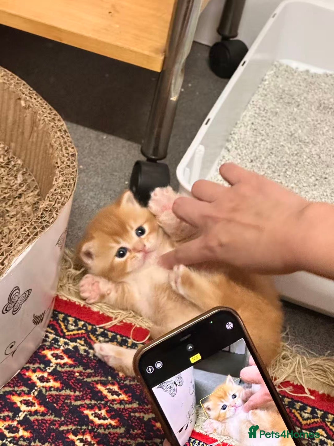 British Shorthair cats for sale: Adorable golden kittens - Advert 21