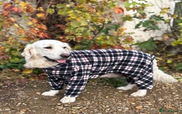 Golden Retriever dogs for sale: Golden Retriever Puppies  - Advert 1