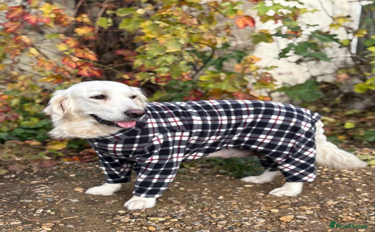 Golden Retriever dogs Golden Retriever Puppies  - Advert 1