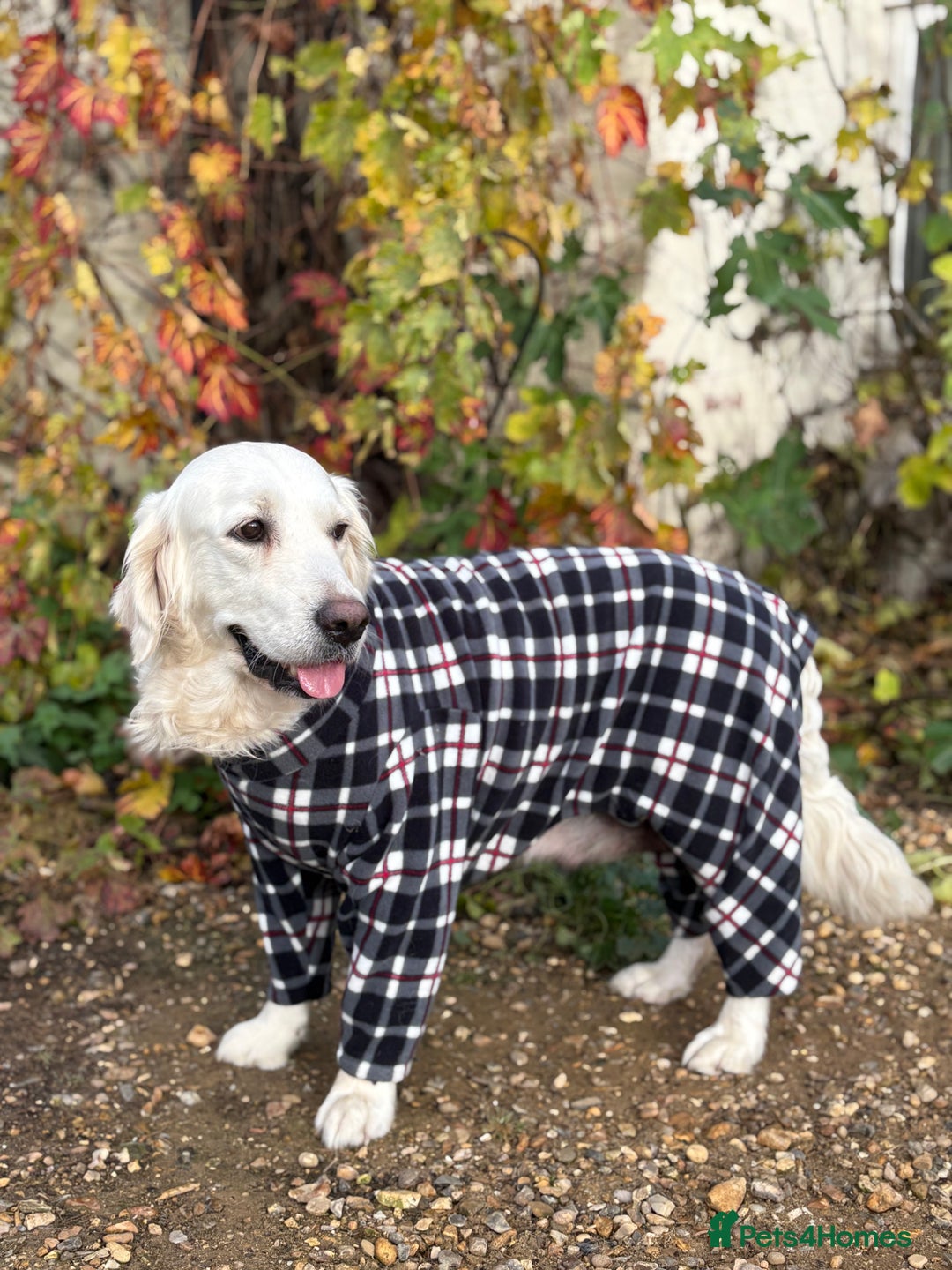 Golden Retriever dogs for sale: Golden Retriever Puppies  - Advert 1