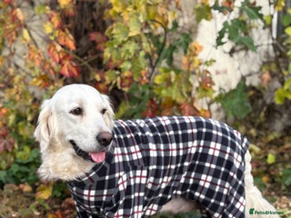 Golden Retriever dogs Golden Retriever Puppies - Advert 1