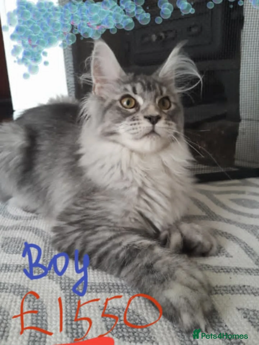 Maine Coon cats for sale: Polydactyl Black Silver girl/boy mainecoon TICA  - Advert 1