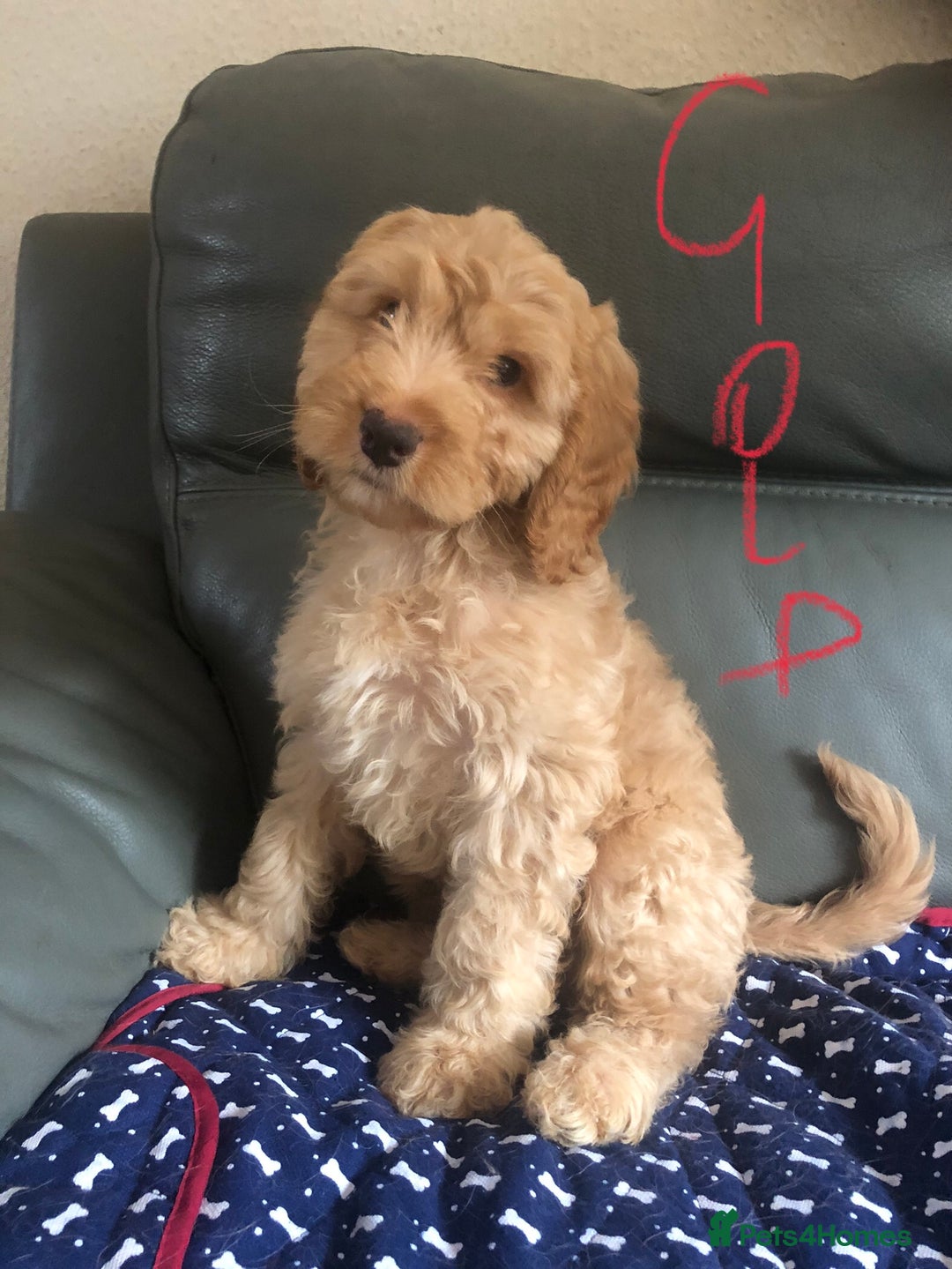 Cockapoo dogs for sale: Fully vac’d Dna health tested clear Cockapoo’s  - Image 11