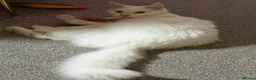 Maine Coon cats for sale: Maine coone boy - Advert 12