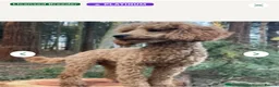 Miniature Poodle dogs for sale: DNA health tested miniature poodles - Advert 7