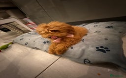Miniature Poodle dogs for sale: 🐶 Toy/Miniature Poodle Puppies! 🐾 - Image 3