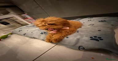 Miniature Poodle dogs - Advert 9