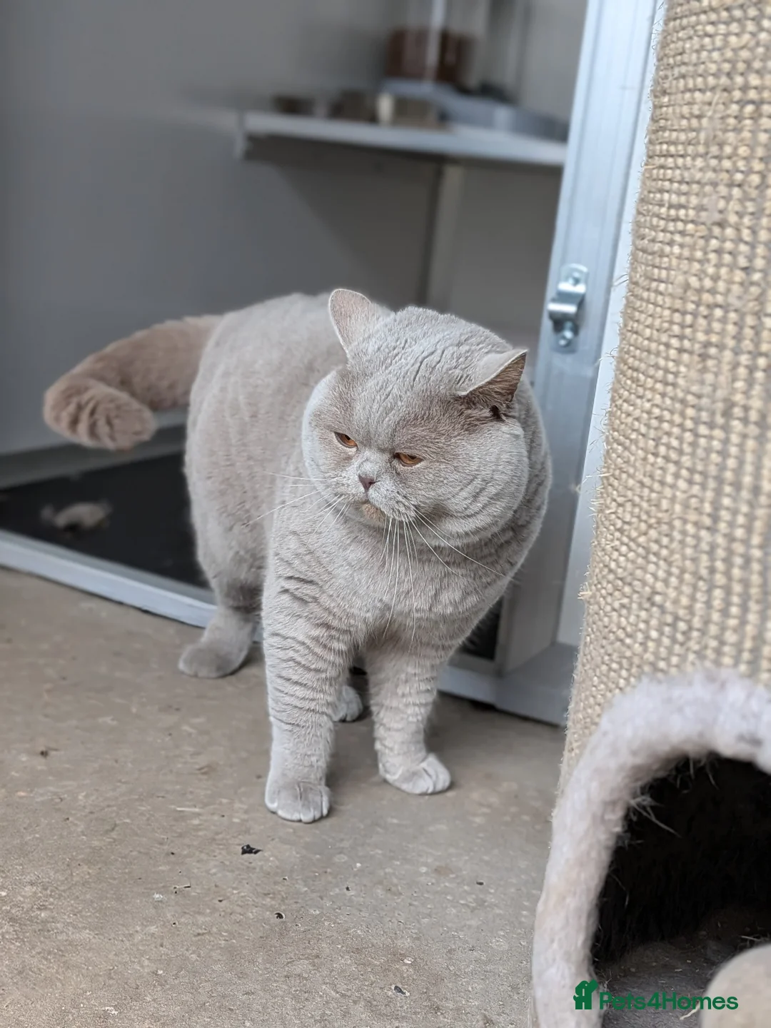 British Shorthair cats for stud: Champion BSH Stud GCCF / TICA reg in Derby - Advert 2