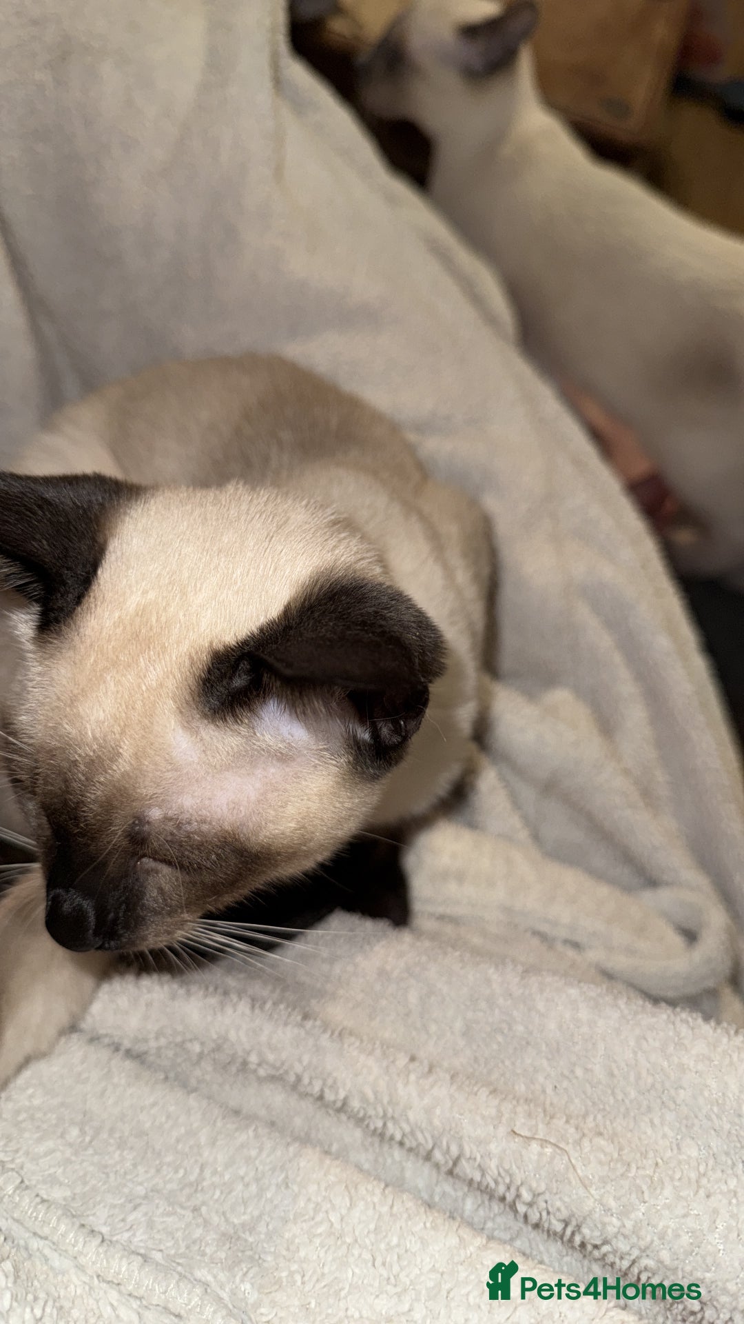 Siamese cats for sale: Siamese kittens wanting new slaves - Advert 10