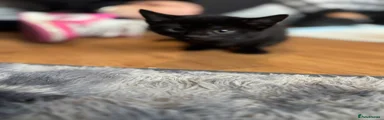 Domestic Shorthair Kitten 5