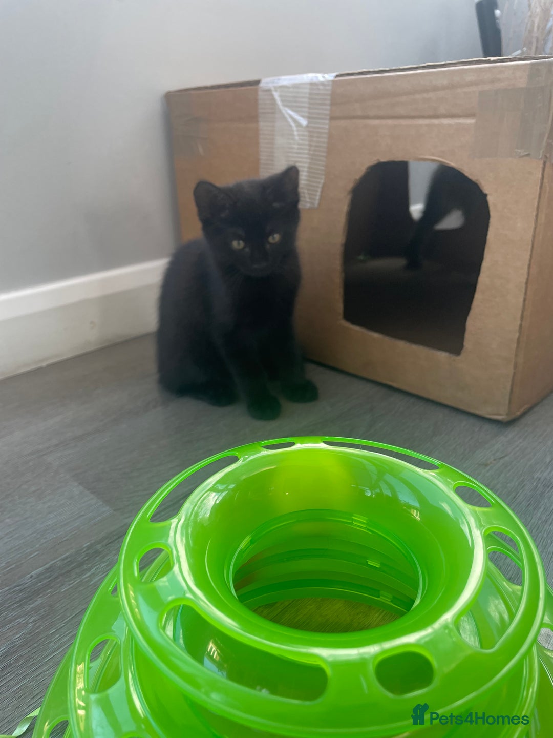 Brazilian Shorthair cats for sale: Little black rescue kitten - Image 9