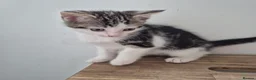 Mixed Breed cats for sale: *two left* Amazing family raised kitten - Advert 5