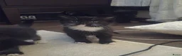 British Shorthair cats for sale: 5 beautiful female kittens  - Advert 7