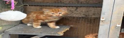 Mixed Breed cats for sale: Ragdoll x gorgeous  - Advert 8