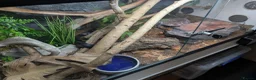 Rat Snake reptiles for sale: Russian rat snake female  in Andover - Advert 3