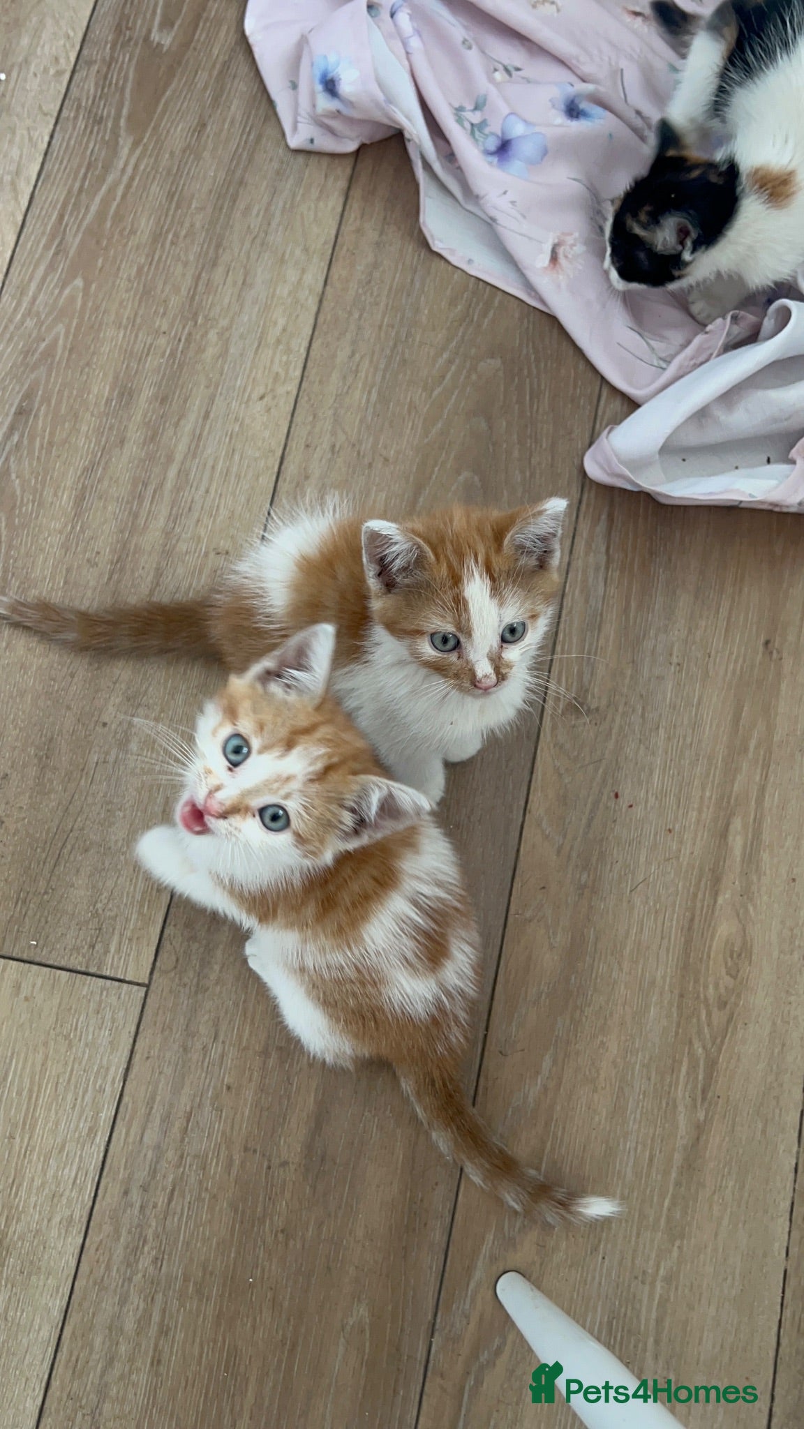 British Shorthair cats 2 adorable ginger tabbies - Advert 5