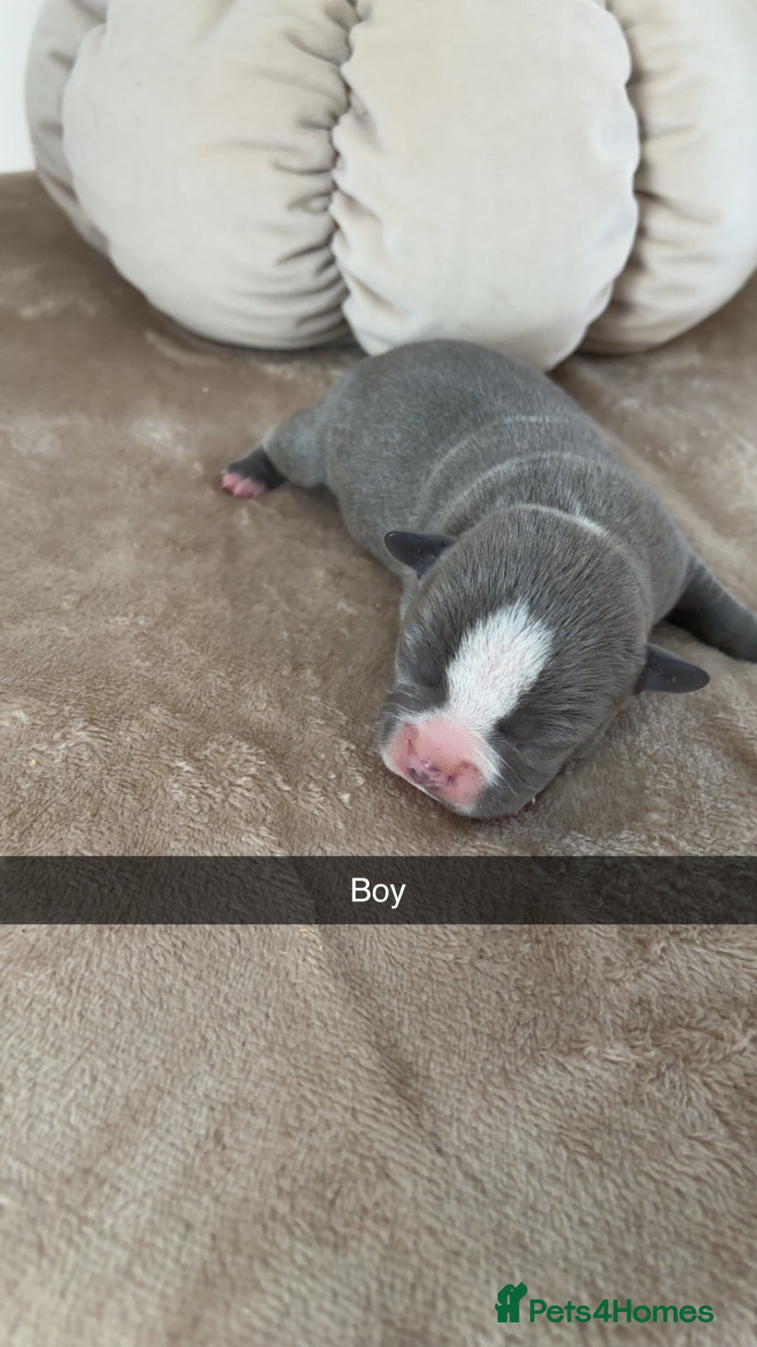 Mixed Breed dogs for sale: Pocket bully x  - Image 2