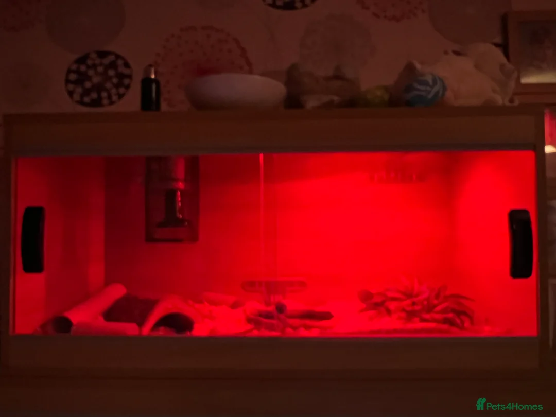 Corn Snake reptiles for sale: 4yr old Normal Corn Snake - Advert 3