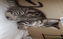 Bengal cats for sale: Kittens 7 weeks for sale  - Image 3