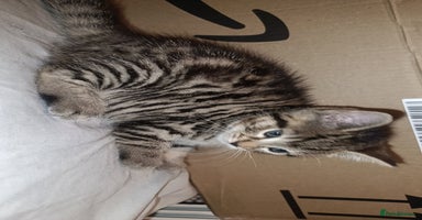 Bengal cats - Advert 2