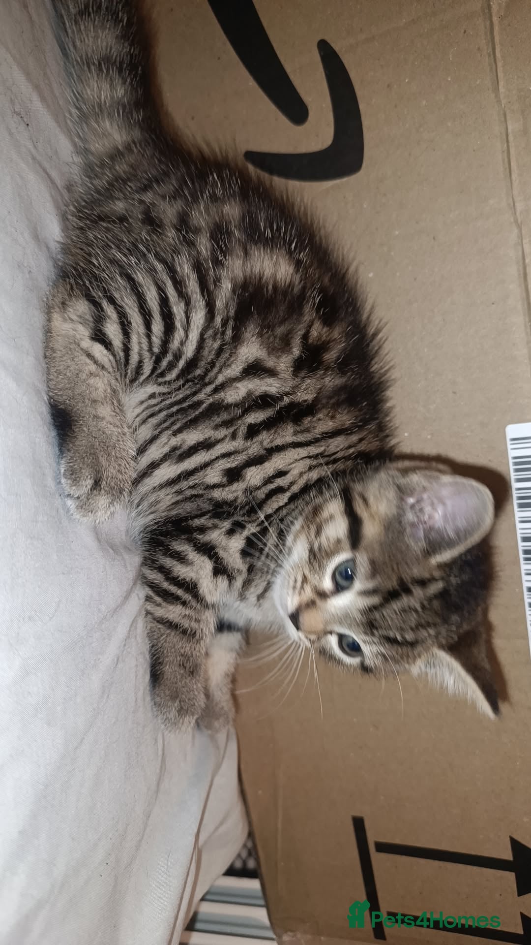Bengal cats for sale: Kittens 7 weeks for sale  - Image 3