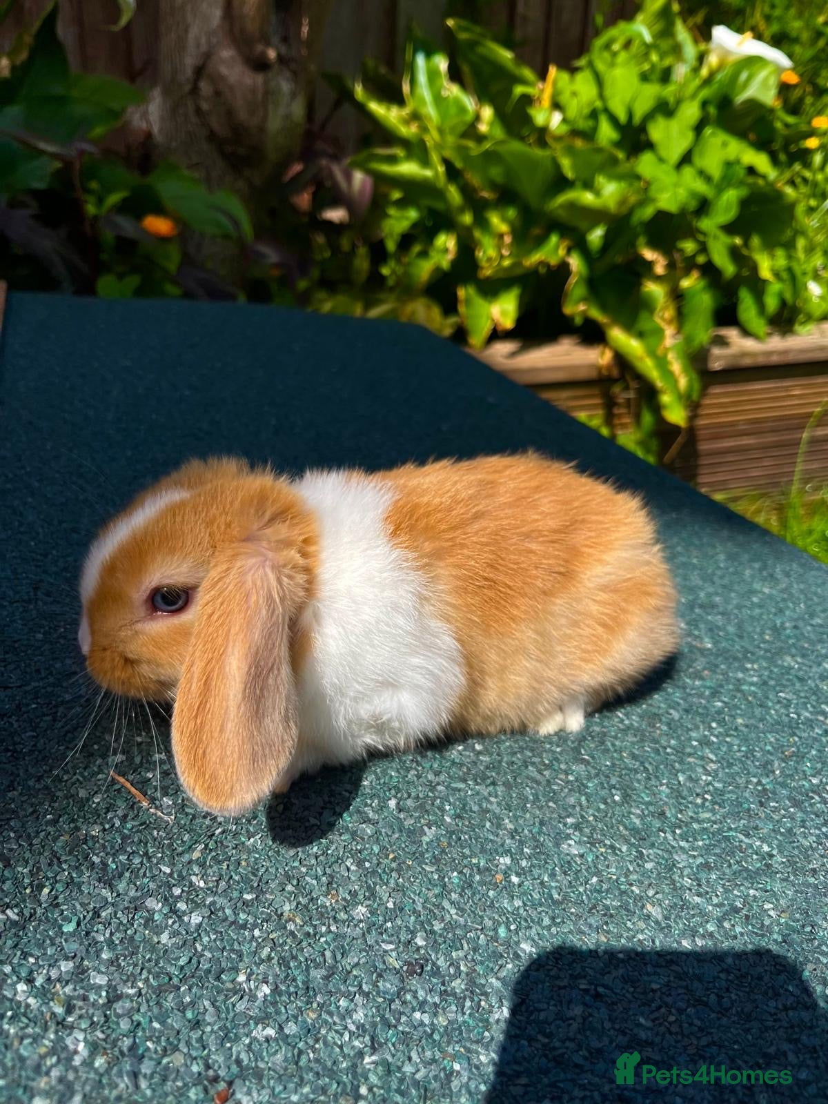 Mini Lop rabbits Mini lop baby rabbits - Advert 1
